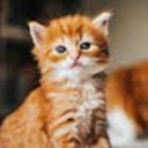 Meet your Posher, Clara